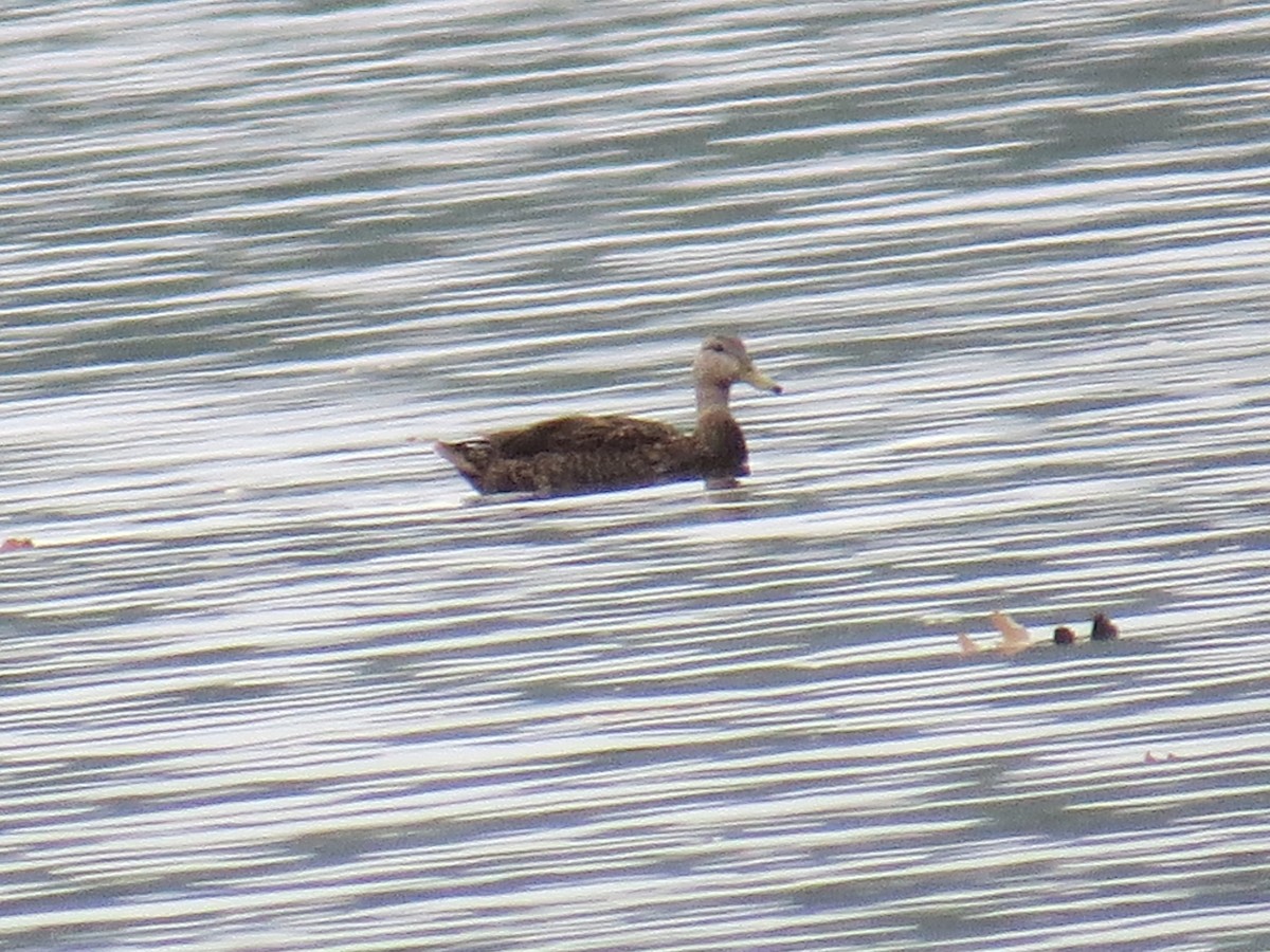 Mottled Duck - ML61139961