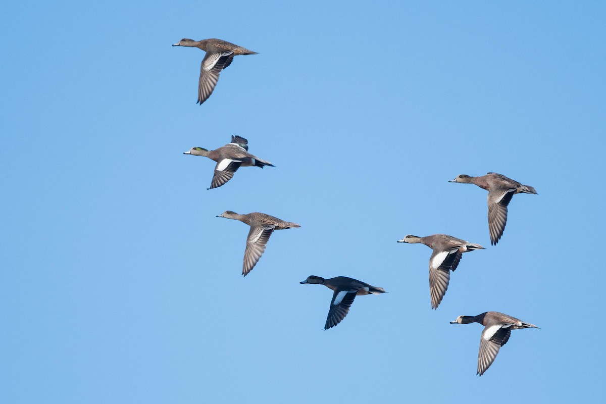 American Wigeon - ML611399636