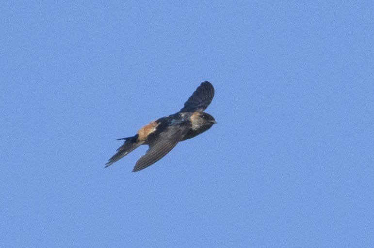 Red-rumped Swallow - ML611399720