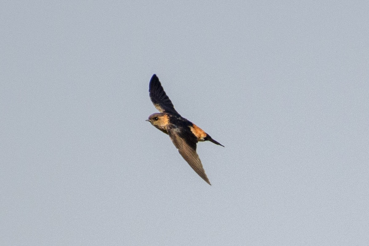 Red-rumped Swallow - ML611399721