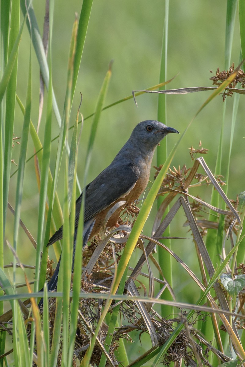 Plaintive Cuckoo - ML611399827