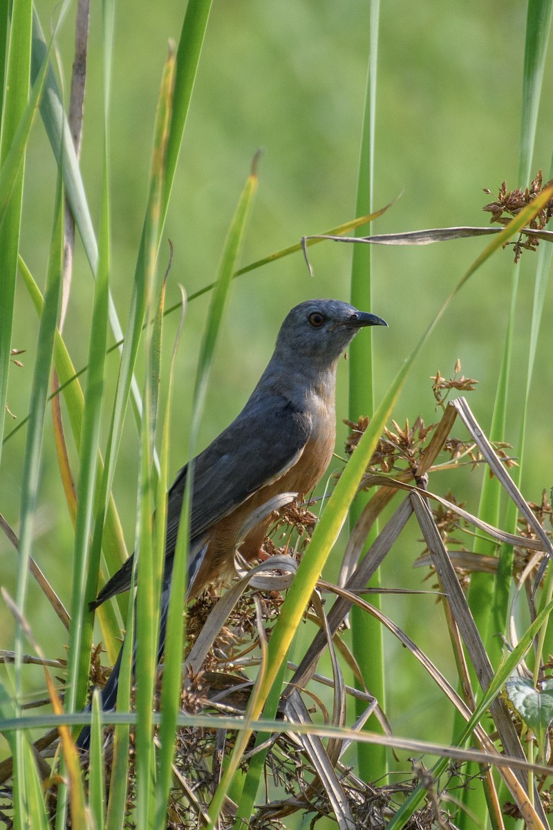 Plaintive Cuckoo - ML611399829