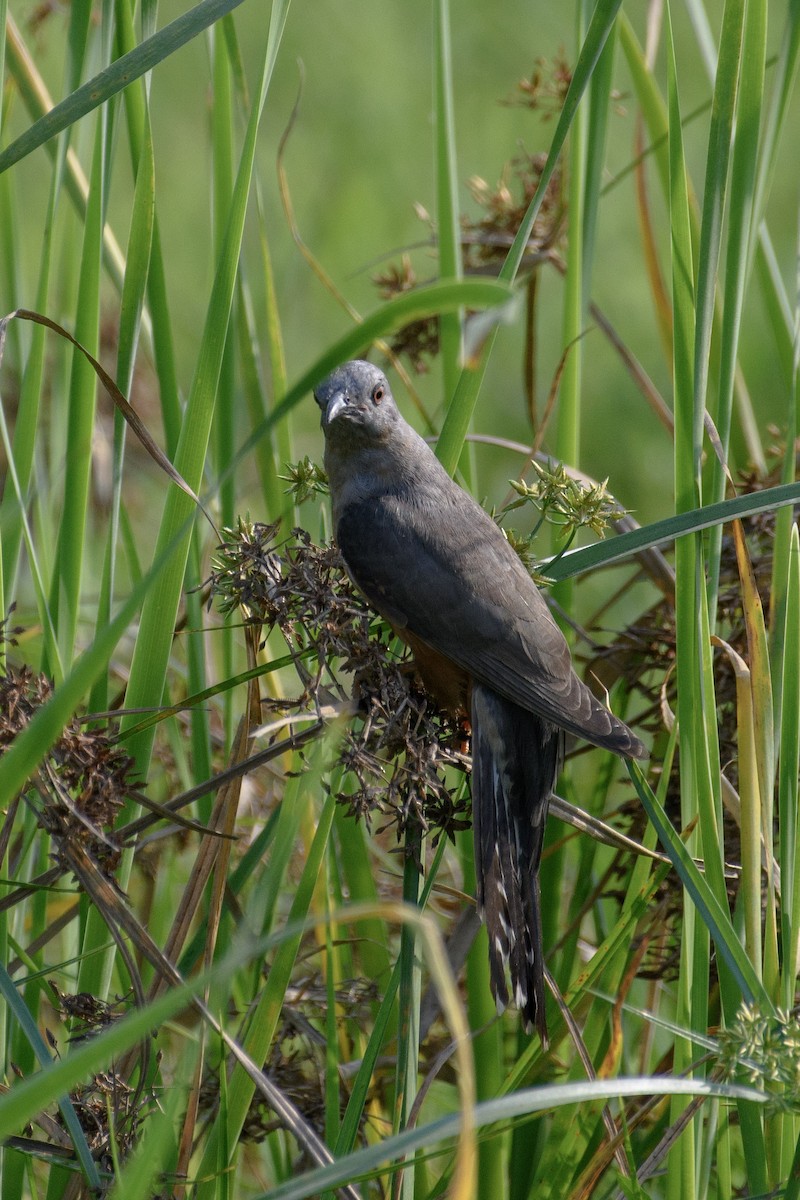 Plaintive Cuckoo - ML611399830