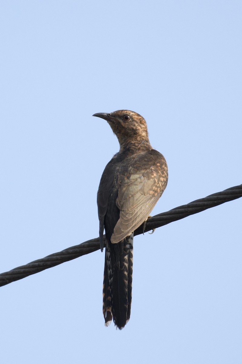 Plaintive Cuckoo - ML611399831