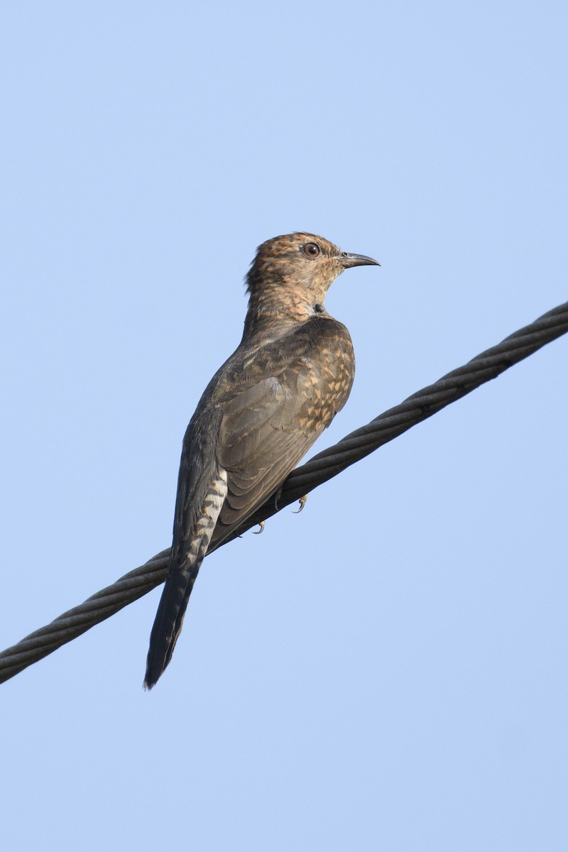 Plaintive Cuckoo - ML611399832