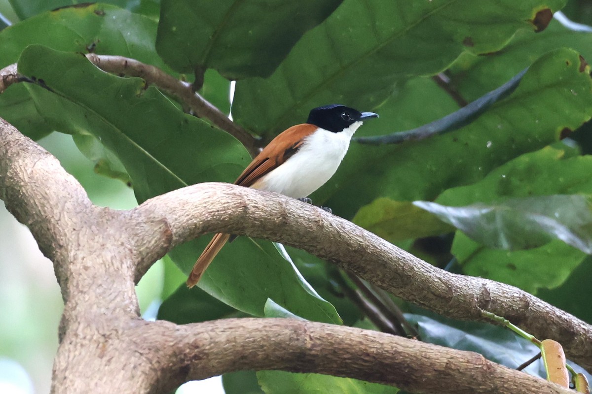 Shining Flycatcher - Charles Davies