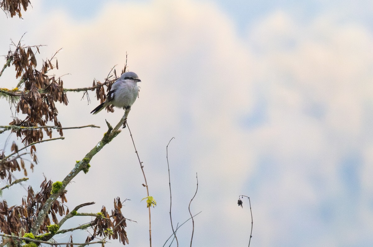 Northern Shrike - Ken Pitts