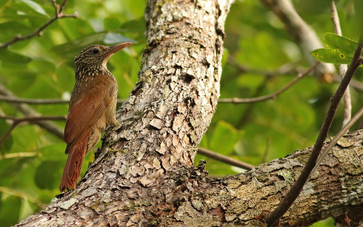 Striped Woodcreeper - Luke Seitz