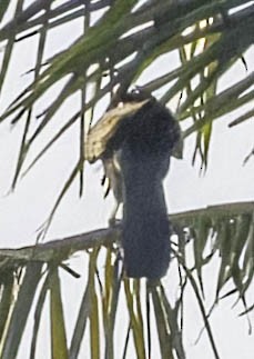 Mindoro Hornbill - ML611399916