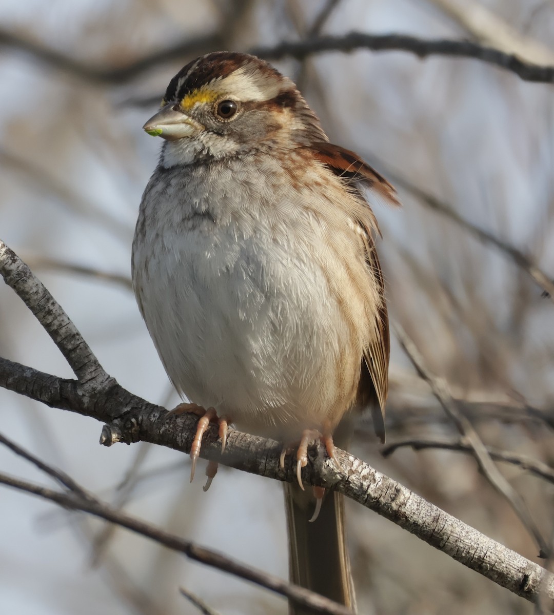 White-throated Sparrow - ML611400049