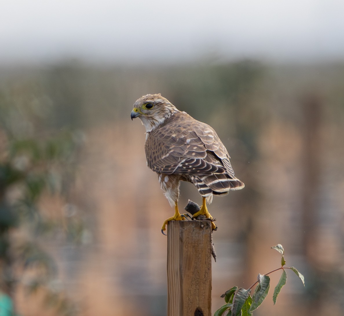 Merlin (Prairie) - ML611400176
