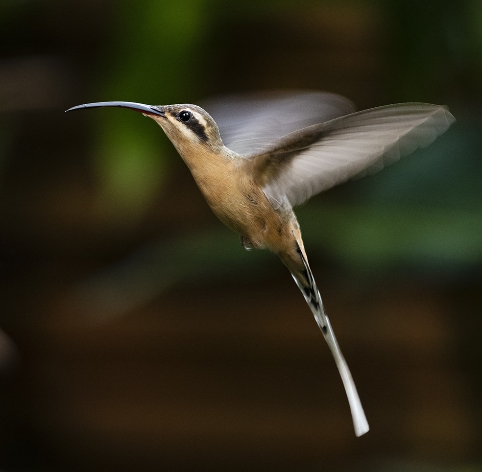 Planalto Hermit - ML611400258