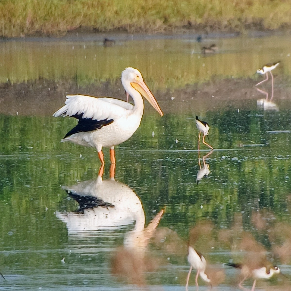 American White Pelican - Liliana Matute Mandujano