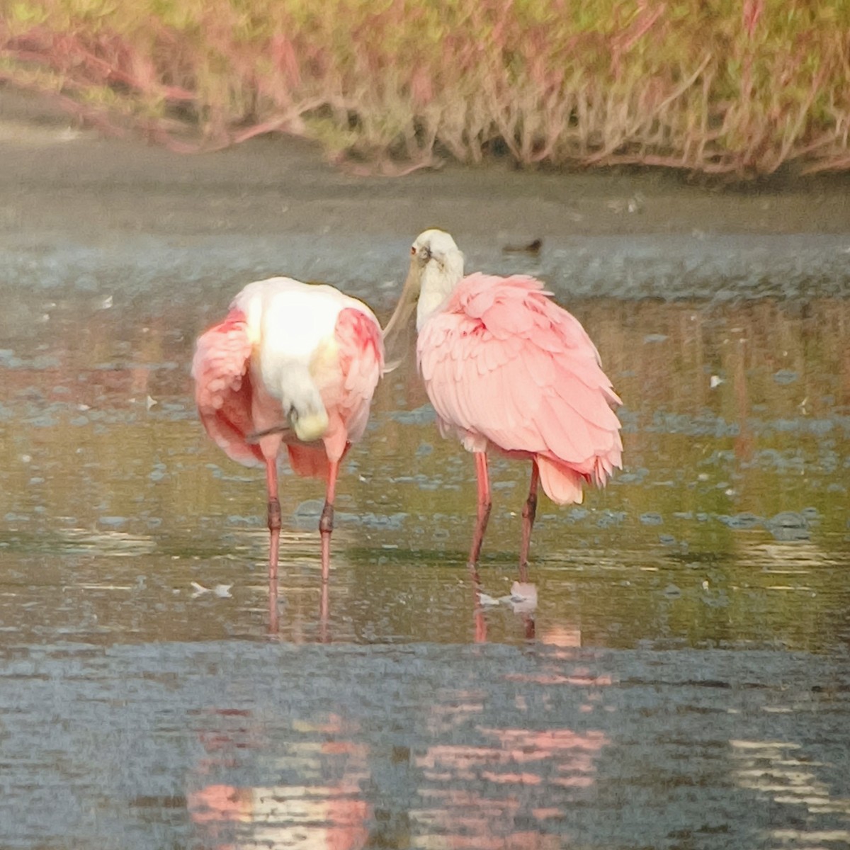 Roseate Spoonbill - ML611400297