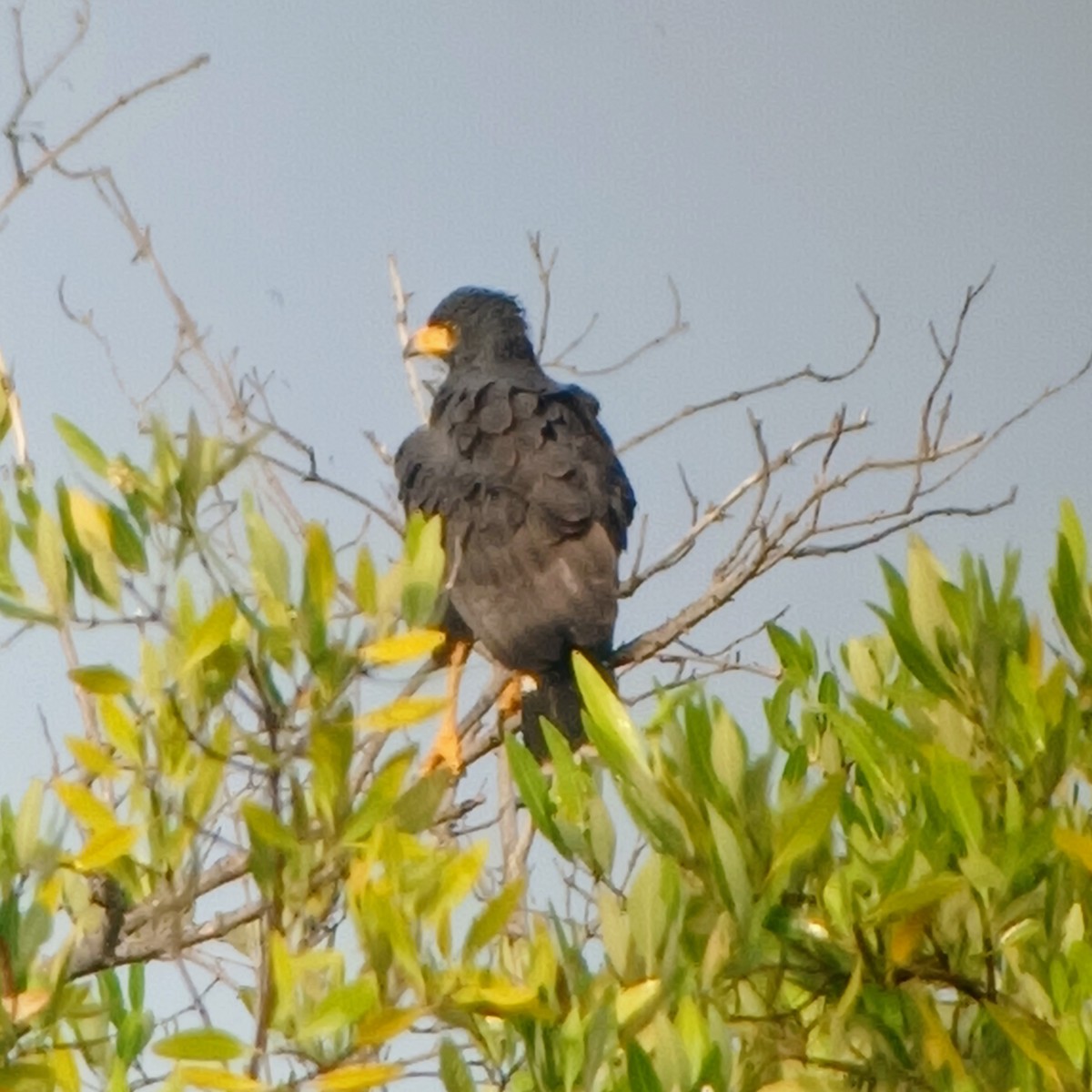 Common Black Hawk - Liliana Matute Mandujano