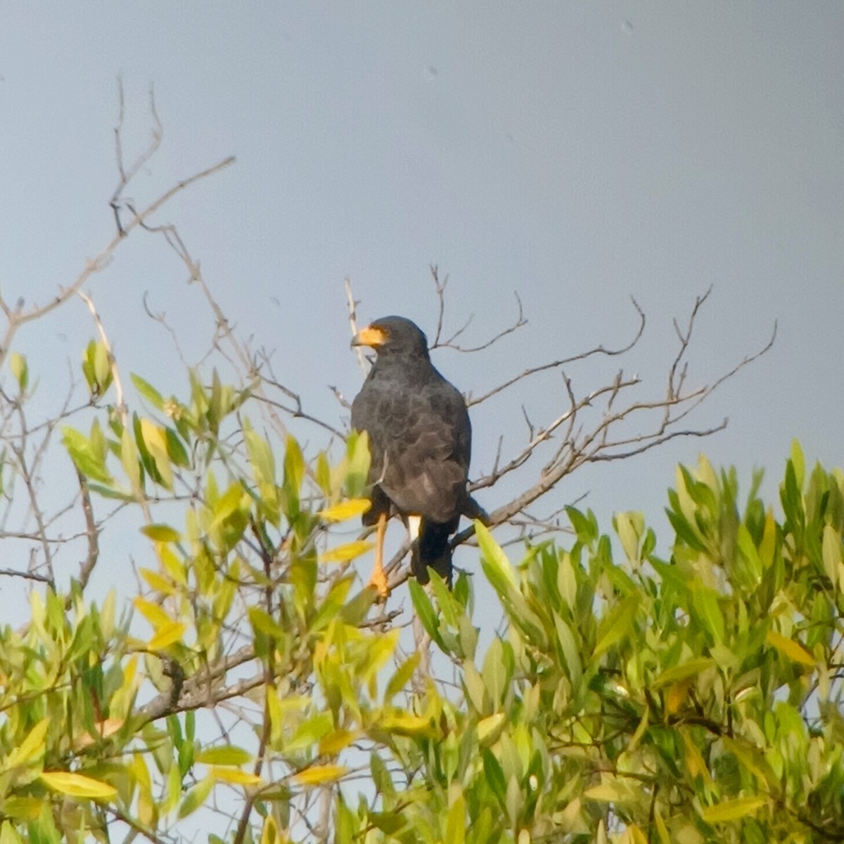 Common Black Hawk - ML611400303