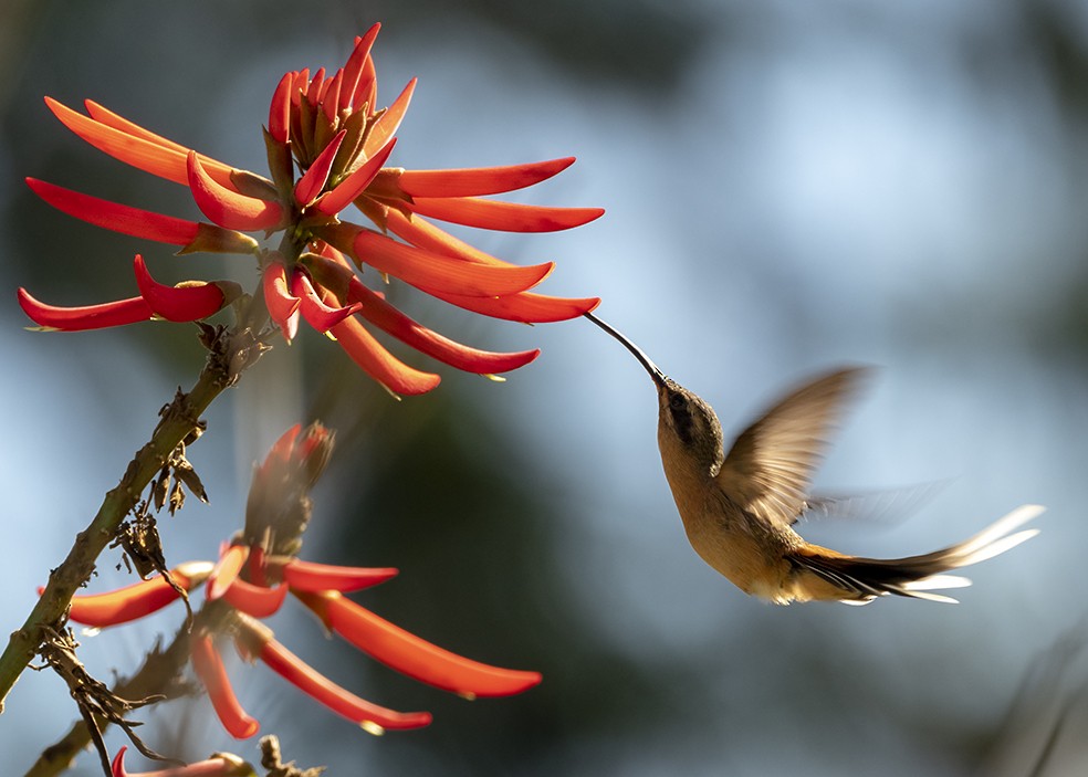 Planalto Hermit - ML611400304