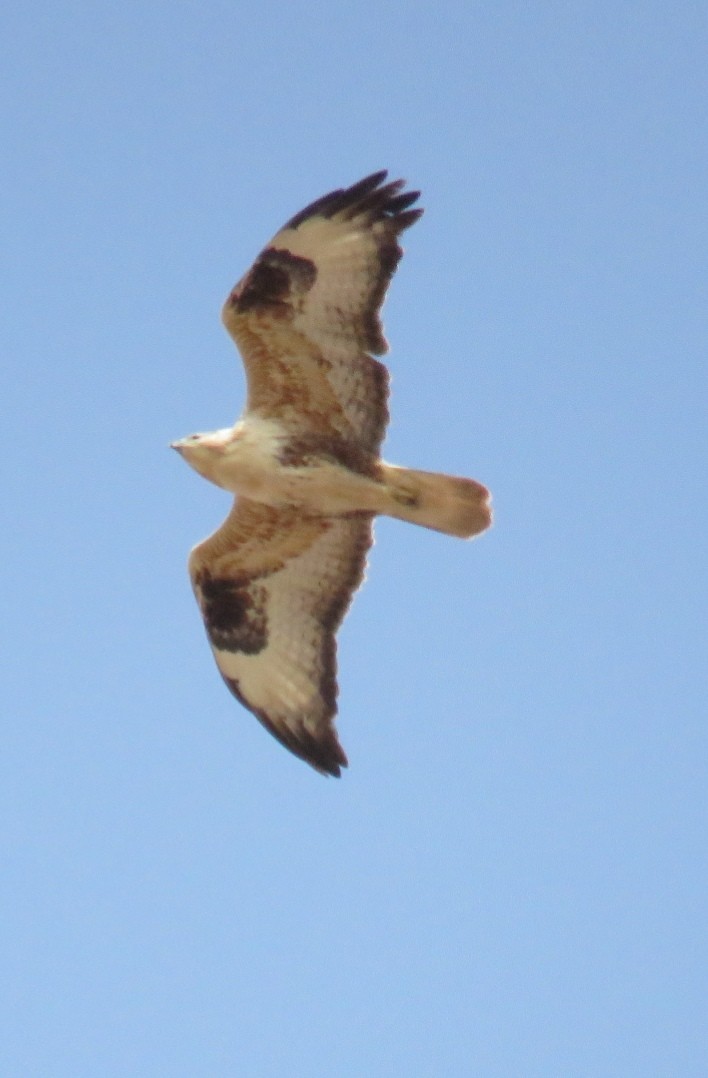 Long-legged Buzzard - ahmad mohammadi ravesh