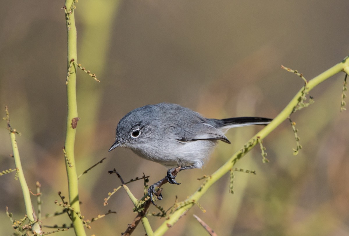 Black-tailed Gnatcatcher - ML611400390