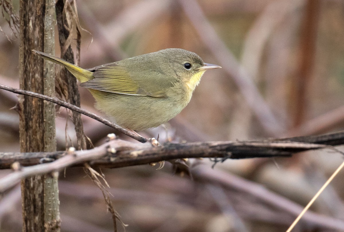 Common Yellowthroat - ML611400398