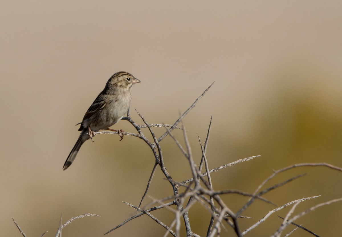 Brewer's Sparrow - Daniel Ward