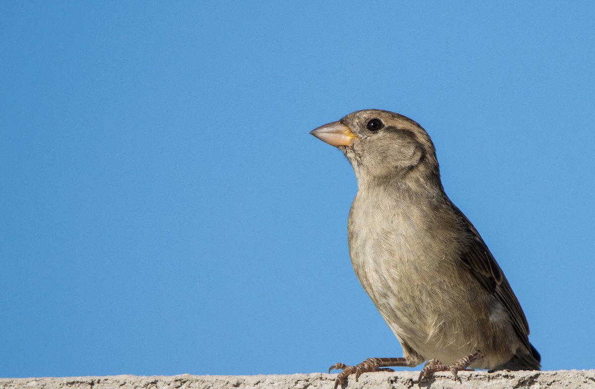 House Sparrow - ML611400504