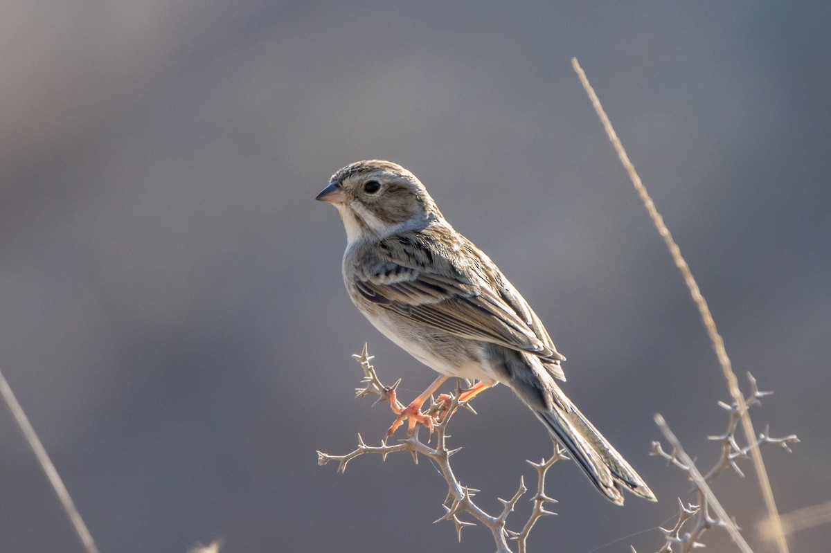 Clay-colored Sparrow - Daniel Ward