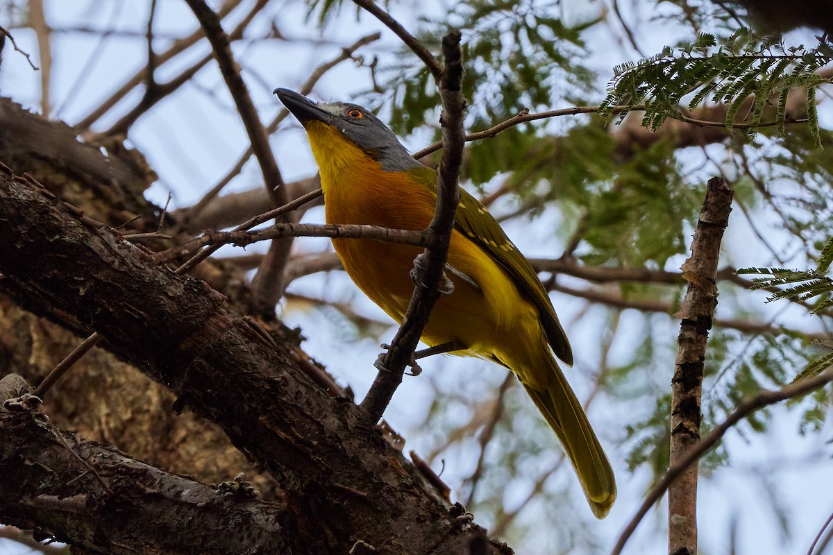 Gray-headed Bushshrike - ML611400514