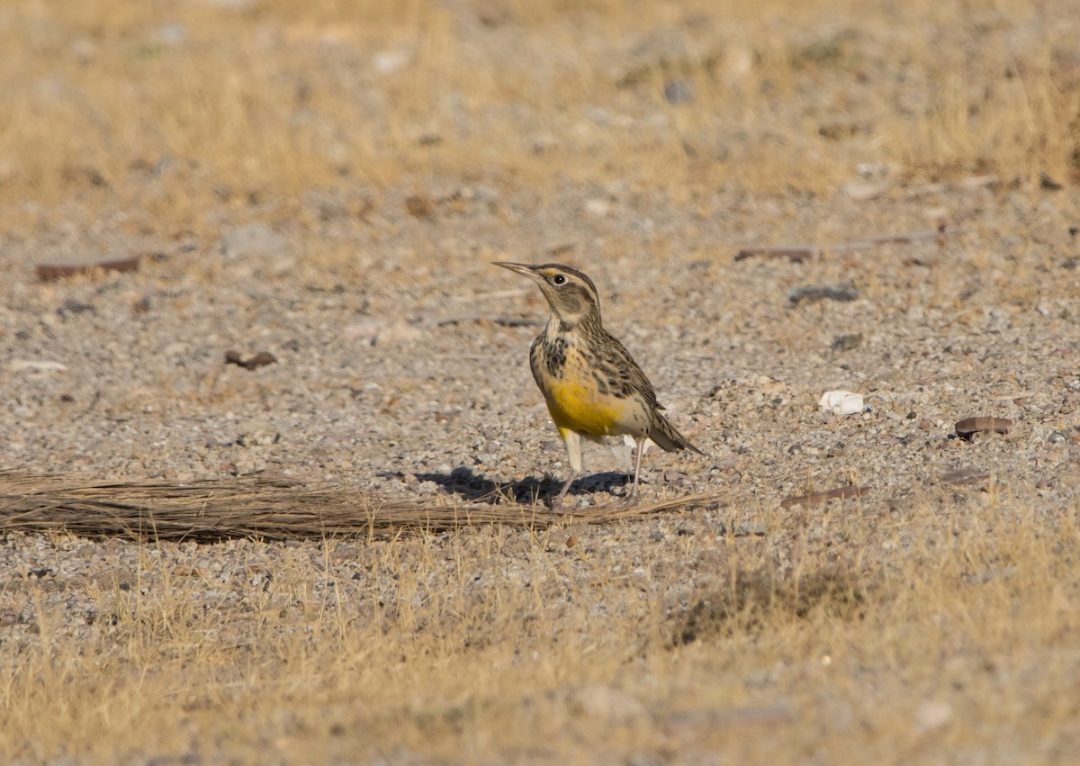 Western Meadowlark - ML611400530