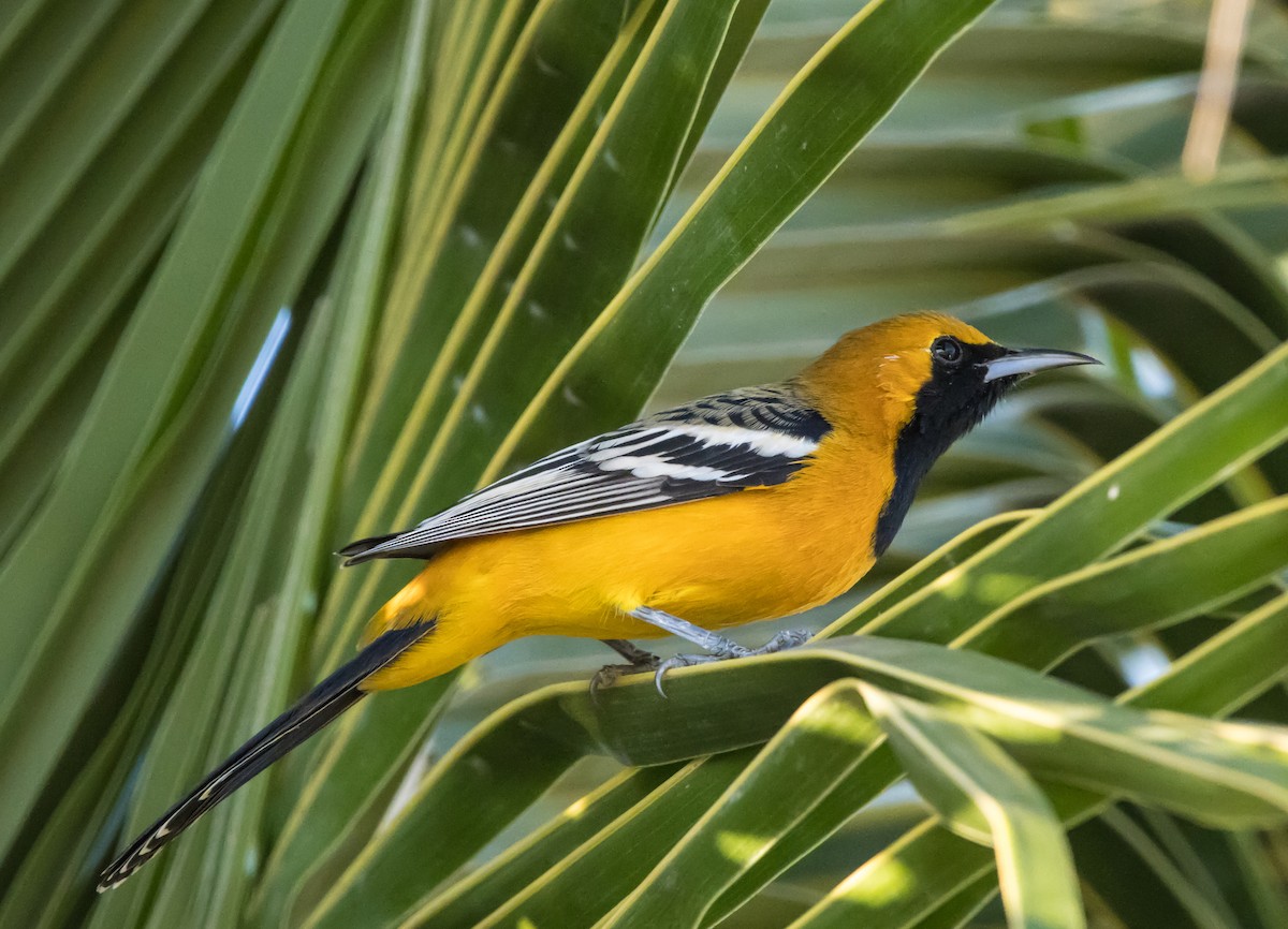 Hooded Oriole - Daniel Ward