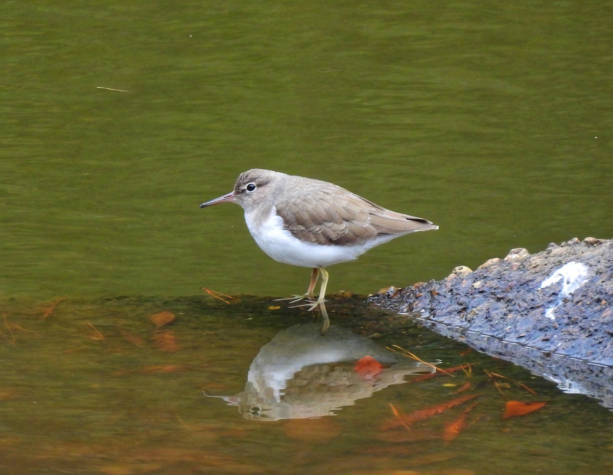 Spotted Sandpiper - ML611400595