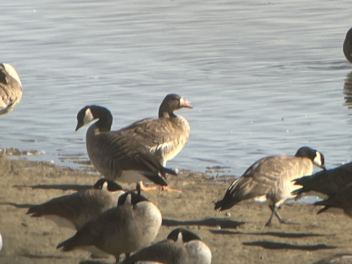 Greater White-fronted Goose - ML611400770