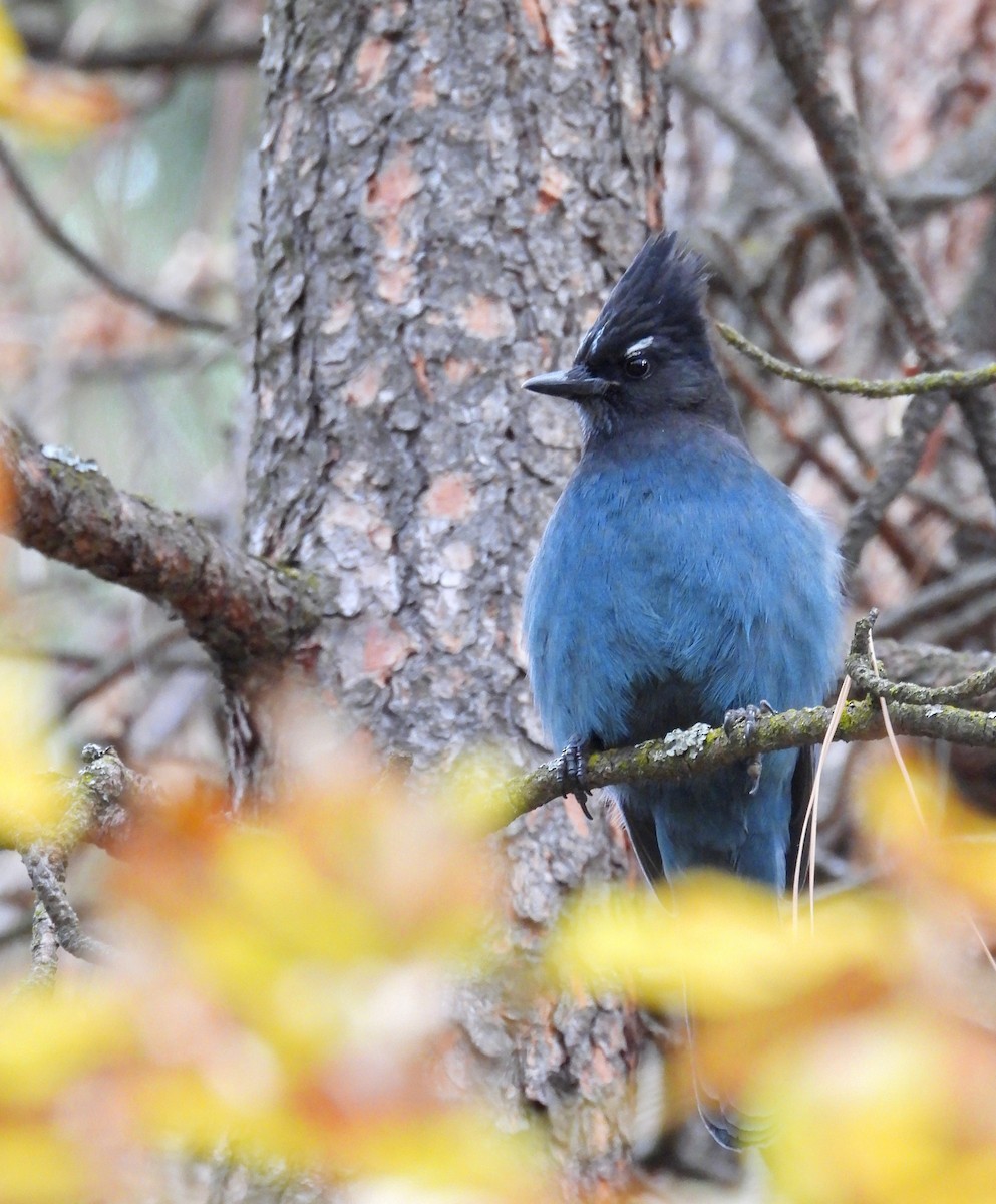 Steller's Jay - ML611400927