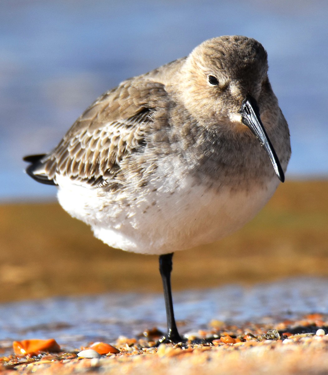 Dunlin - ML611401032