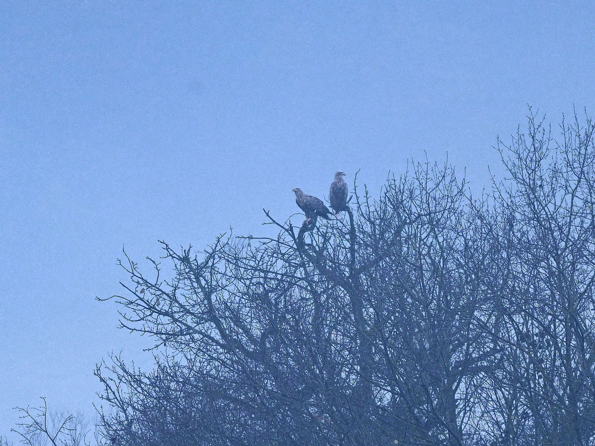 White-tailed Eagle - ML611401066