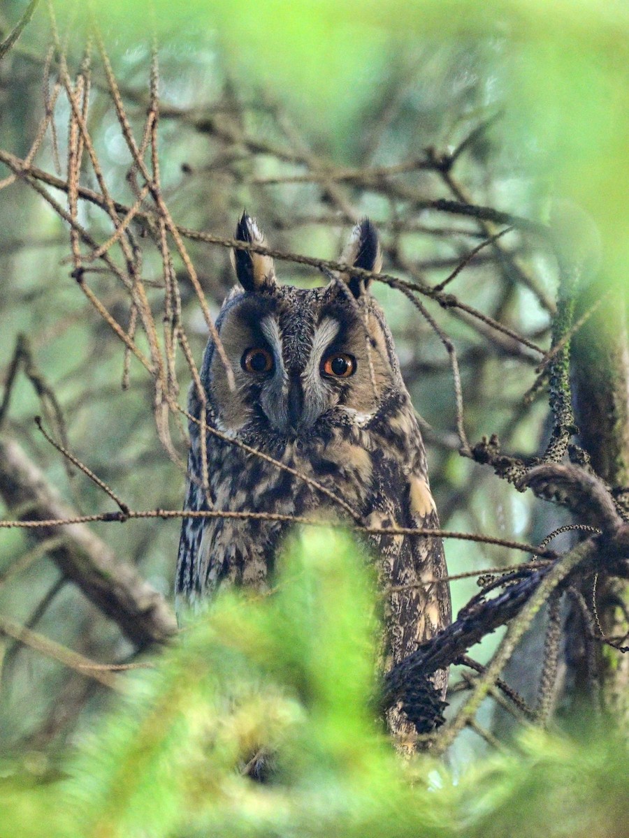 Long-eared Owl - ML611401080