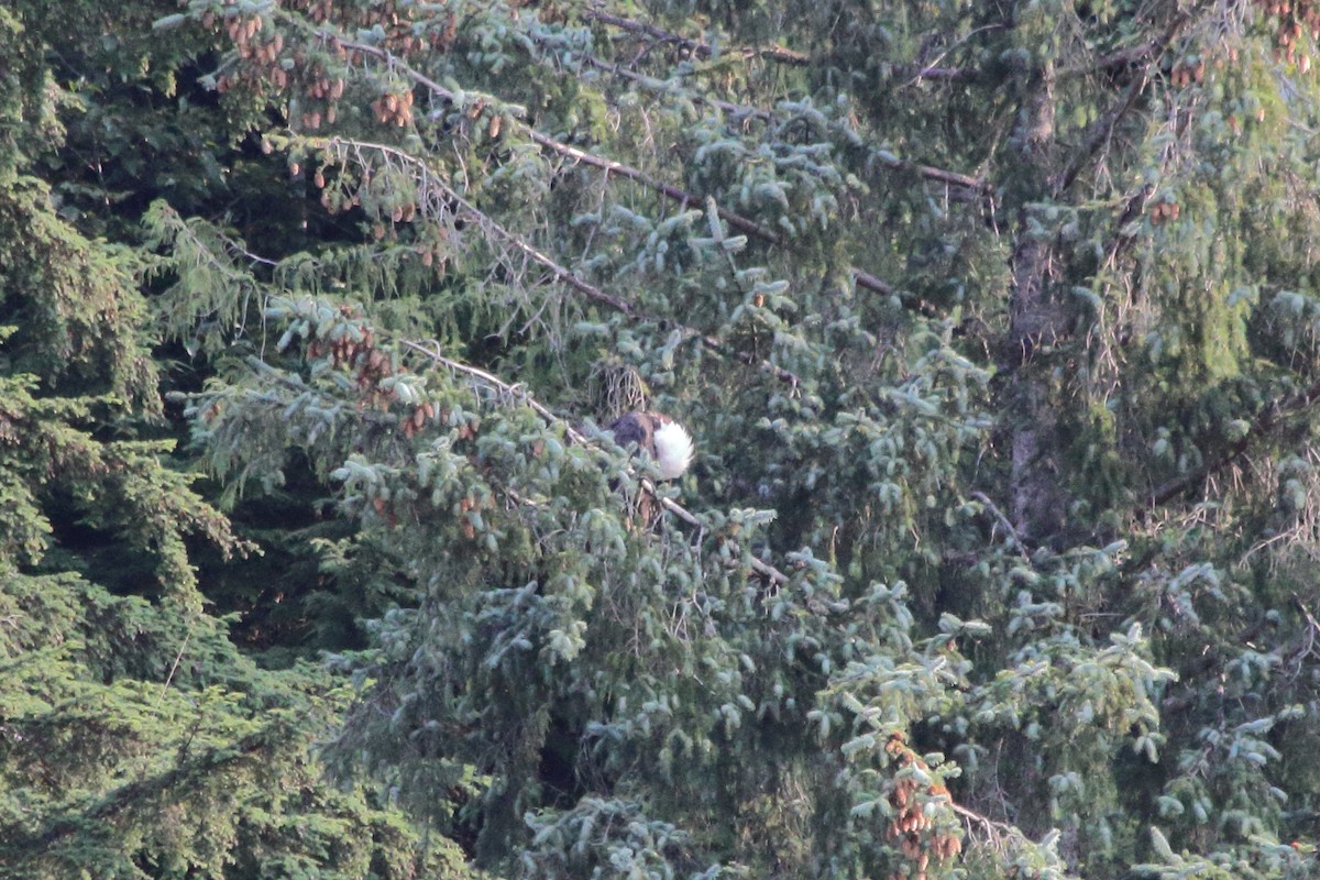 Bald Eagle - ML611401091