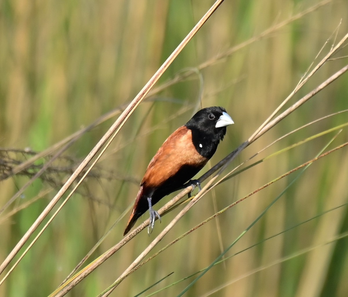 Tricolored x Chestnut Munia (hybrid) - ML611401119