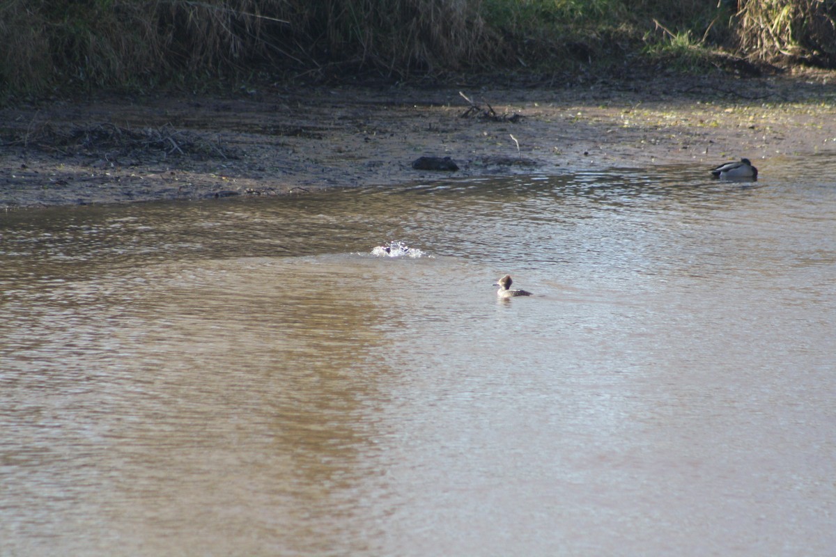 Hooded Merganser - ML611401163