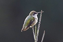 Ruby-throated Hummingbird - ML611401181