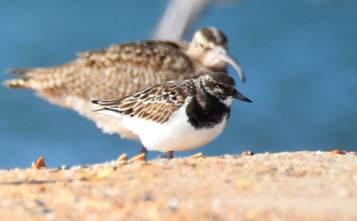 Ruddy Turnstone - Lisa Tucci