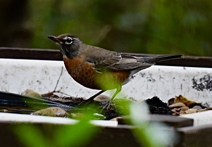 American Robin - Dean Silvers