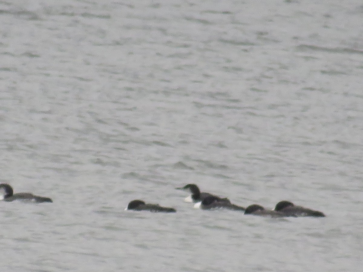 Common Loon - ML611401222