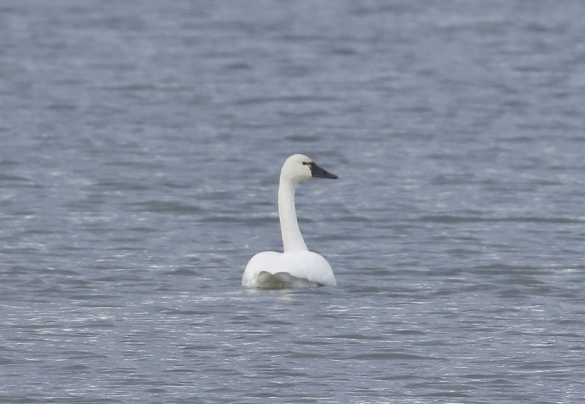 Tundra Swan - ML611401244