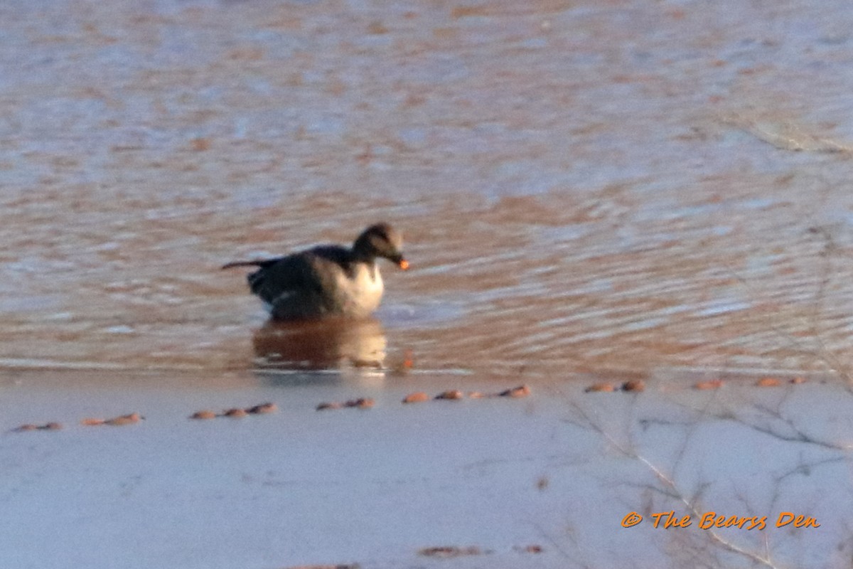 Tundra Bean-Goose - ML611401253