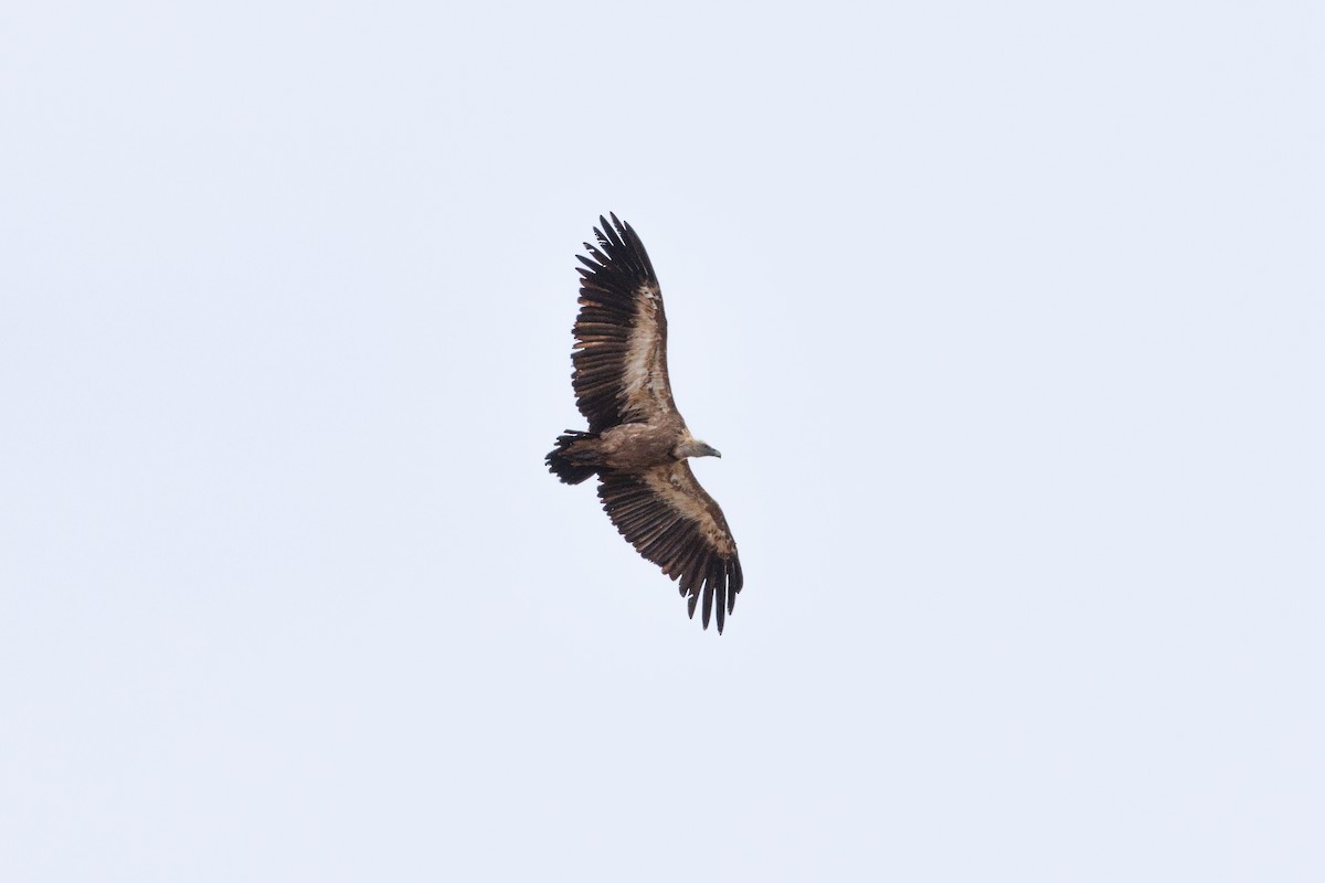 Eurasian Griffon - ML611401265