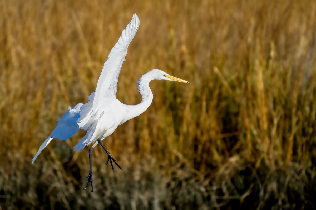 Great Egret - ML611401284