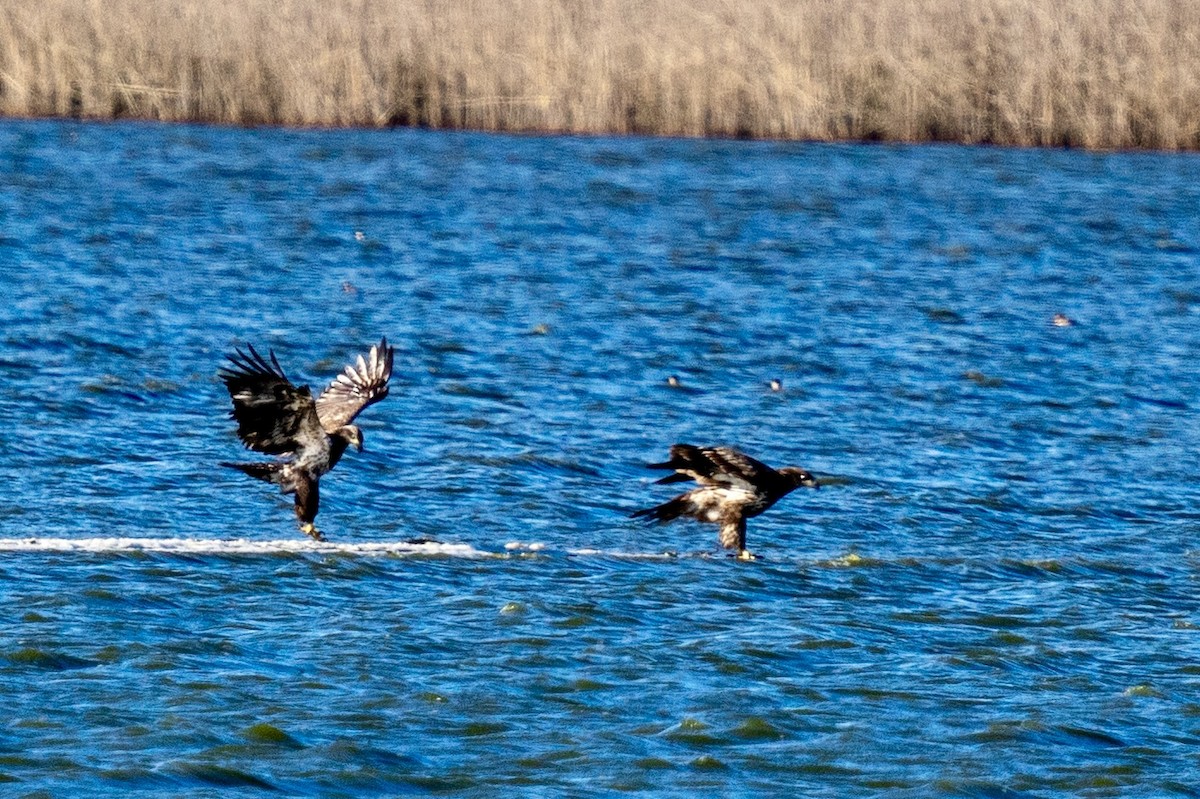 Weißkopf-Seeadler - ML611401304