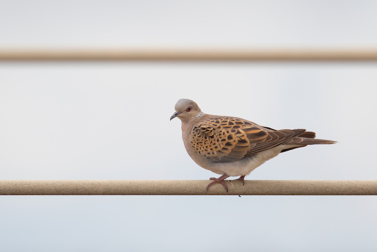 European Turtle-Dove - Henry Wyn-Jones