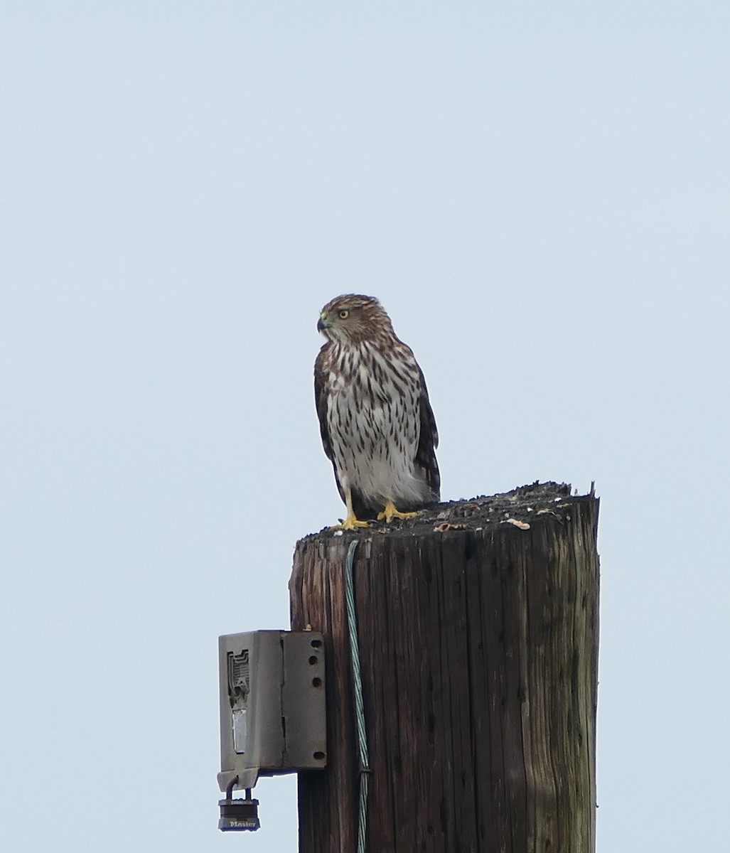 Cooper's Hawk - Curt Hofer